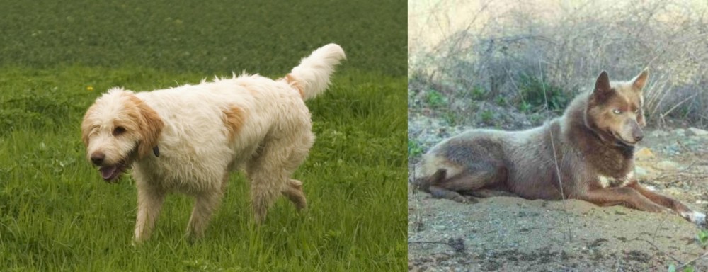 Tahltan Bear Dog vs Briquet Griffon Vendeen - Breed Comparison