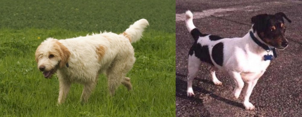 Teddy Roosevelt Terrier vs Briquet Griffon Vendeen - Breed Comparison