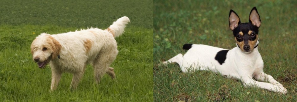 Toy Fox Terrier vs Briquet Griffon Vendeen - Breed Comparison