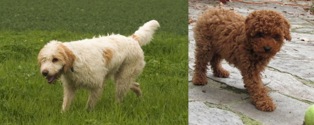 Toy Poodle vs Briquet Griffon Vendeen - Breed Comparison