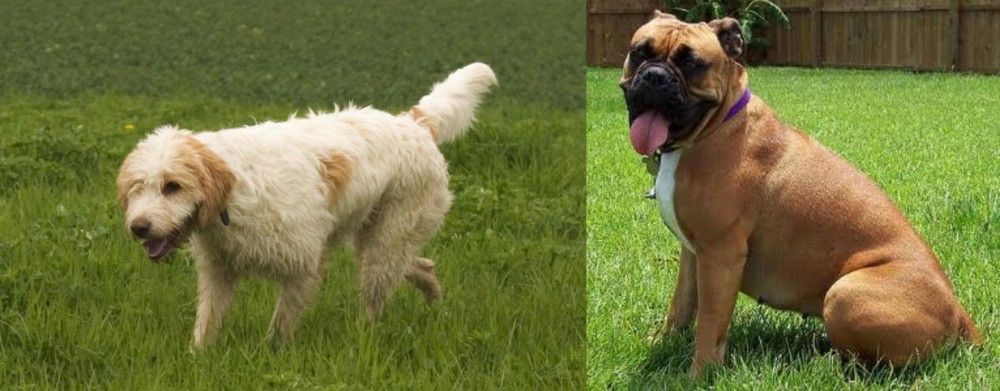 Valley Bulldog vs Briquet Griffon Vendeen - Breed Comparison