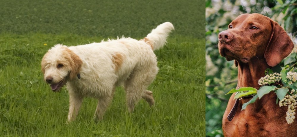 Vizsla vs Briquet Griffon Vendeen - Breed Comparison