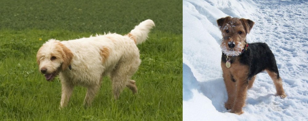 Welsh Terrier vs Briquet Griffon Vendeen - Breed Comparison