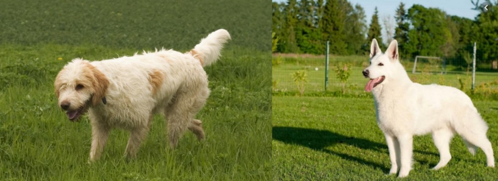White Shepherd vs Briquet Griffon Vendeen - Breed Comparison