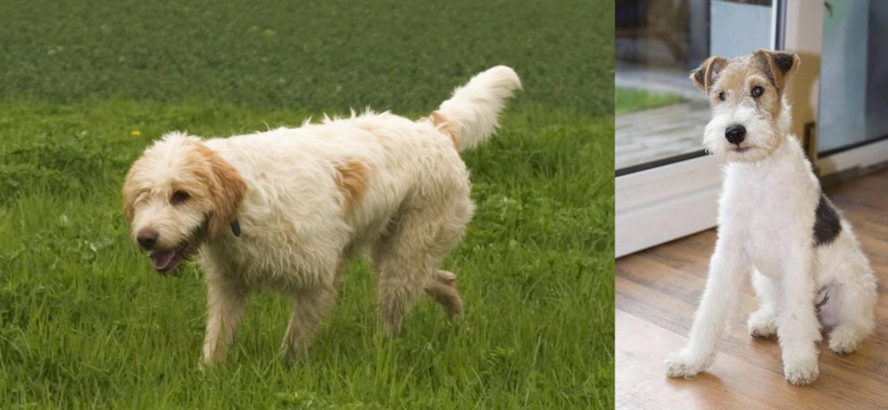 Wire Fox Terrier vs Briquet Griffon Vendeen - Breed Comparison