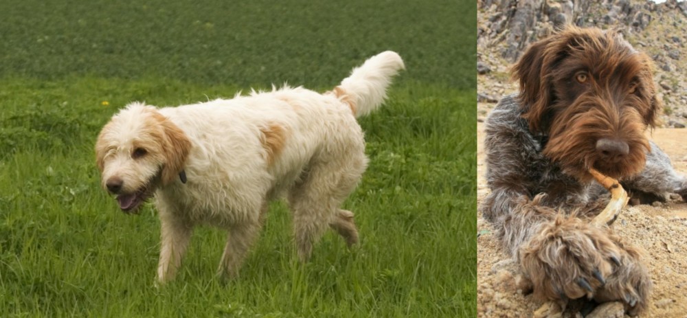 Wirehaired Pointing Griffon vs Briquet Griffon Vendeen - Breed Comparison