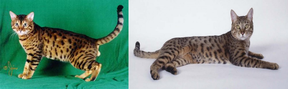 California Spangled Cat vs Bristol - Breed Comparison