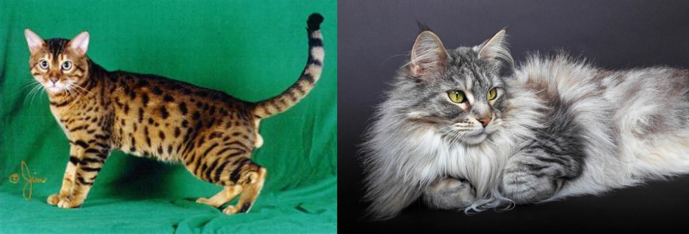 Domestic Longhaired Cat vs Bristol - Breed Comparison