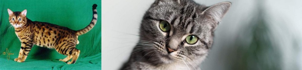 Domestic Shorthaired Cat vs Bristol - Breed Comparison