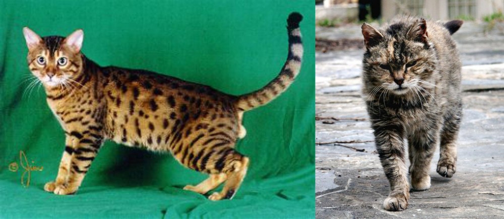Farm Cat vs Bristol - Breed Comparison