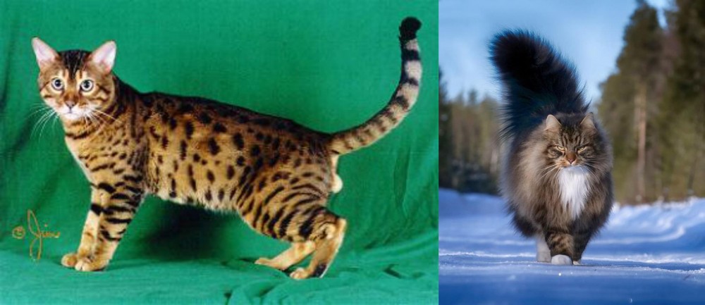 Norwegian Forest Cat vs Bristol - Breed Comparison