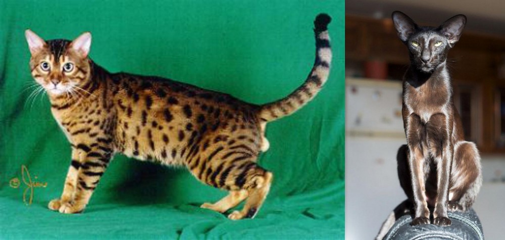 Oriental Shorthair vs Bristol - Breed Comparison