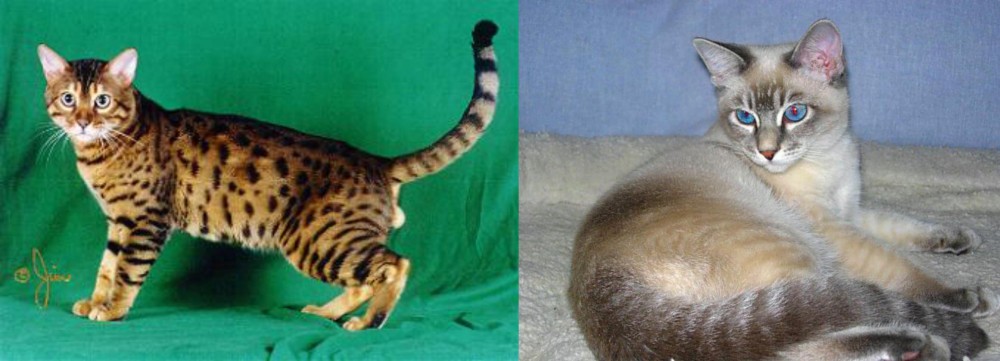 Tiger Cat vs Bristol - Breed Comparison