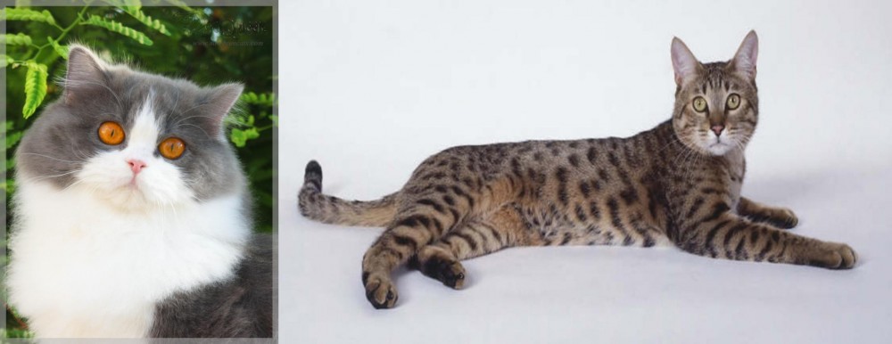 California Spangled Cat vs British Longhair - Breed Comparison