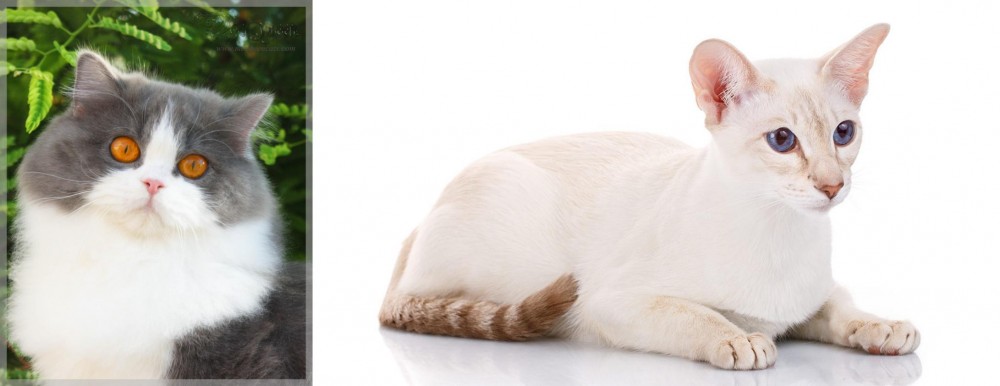 Colorpoint Shorthair vs British Longhair - Breed Comparison