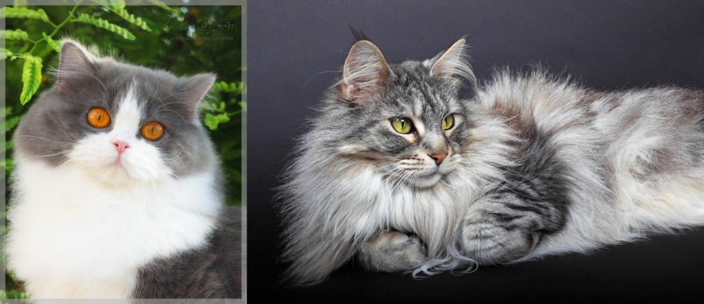 Domestic Longhaired Cat vs British Longhair - Breed Comparison