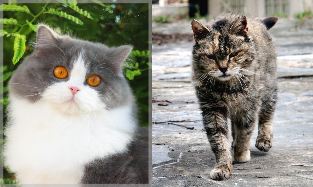 Farm Cat vs British Longhair - Breed Comparison