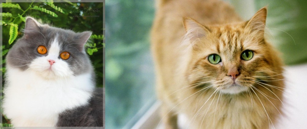 Ginger Tabby vs British Longhair - Breed Comparison