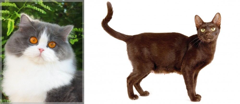 Havana Brown vs British Longhair - Breed Comparison