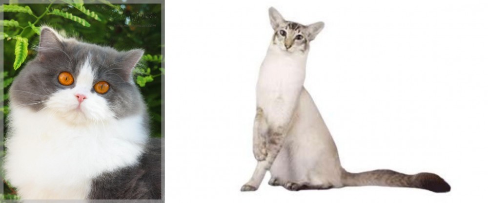 Javanese vs British Longhair - Breed Comparison