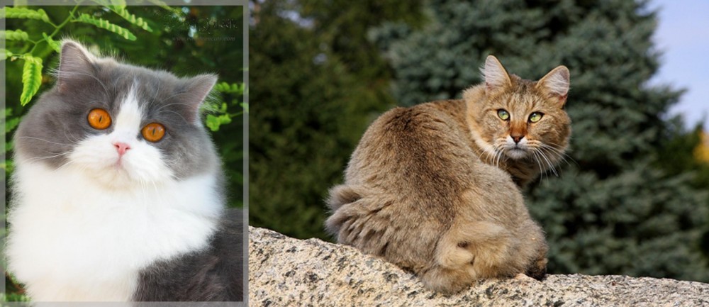 Jungle-Bob vs British Longhair - Breed Comparison