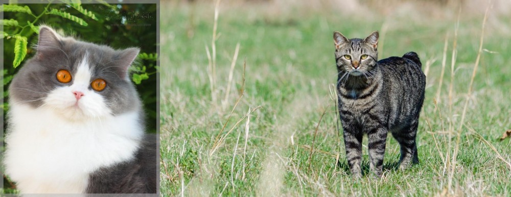 Manx vs British Longhair - Breed Comparison