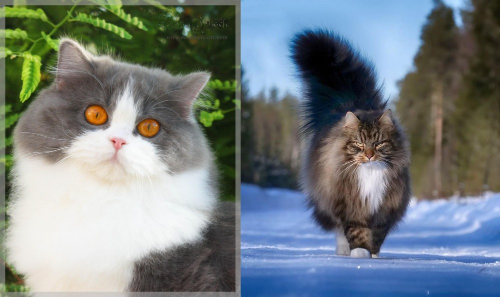 Norwegian Forest Cat vs British Longhair - Breed Comparison
