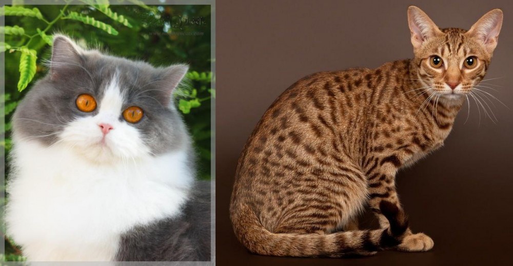 Ocicat vs British Longhair - Breed Comparison