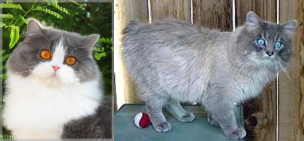 Owyhee Bob vs British Longhair - Breed Comparison