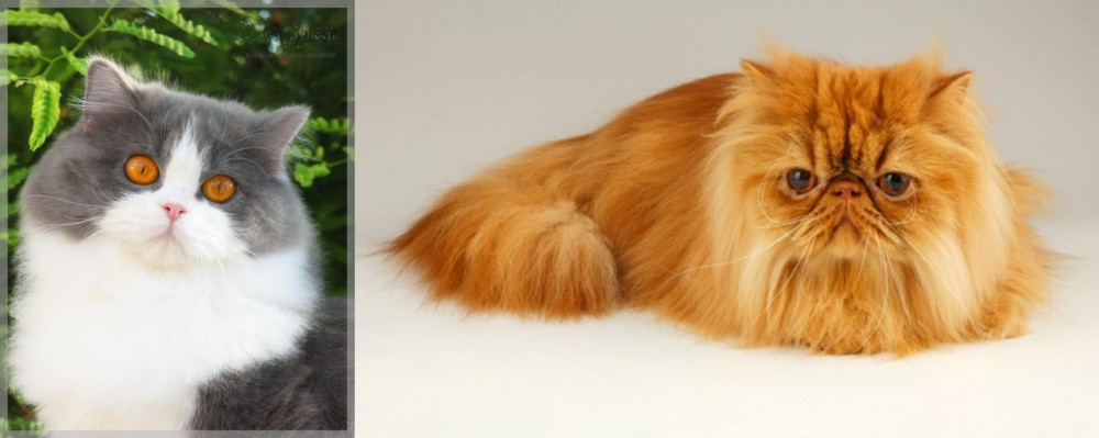 Persian vs British Longhair - Breed Comparison