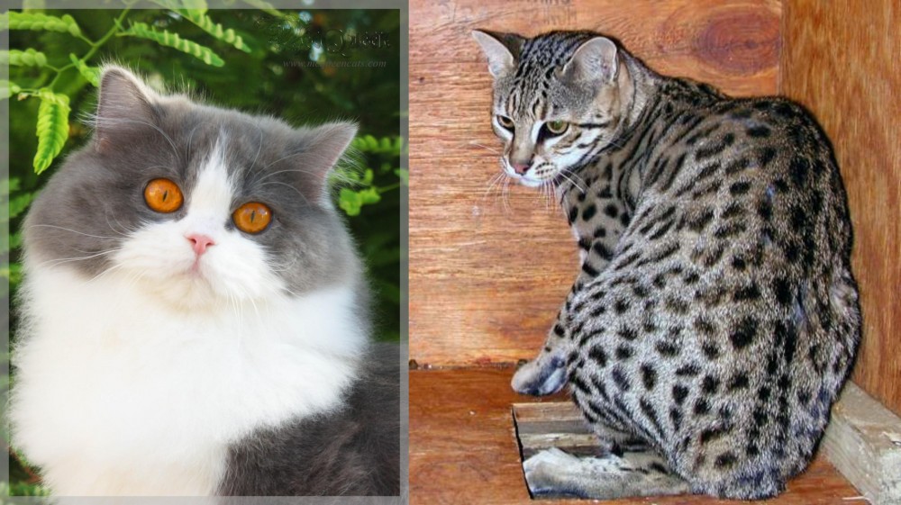 Safari vs British Longhair - Breed Comparison