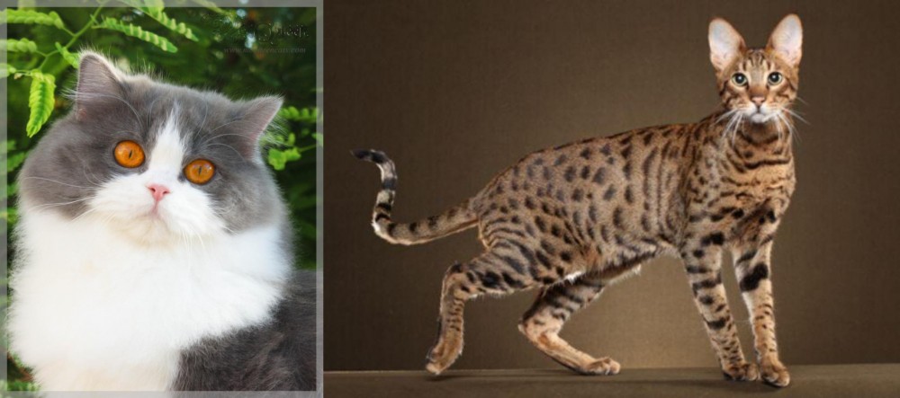 Savannah vs British Longhair - Breed Comparison