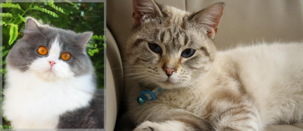 Siamese/Tabby vs British Longhair - Breed Comparison