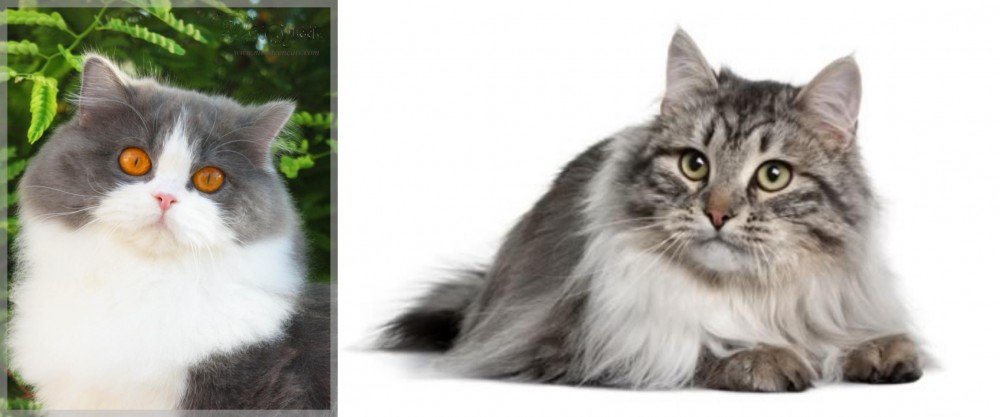 Siberian vs British Longhair - Breed Comparison