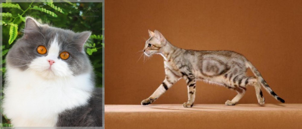 Sokoke vs British Longhair - Breed Comparison