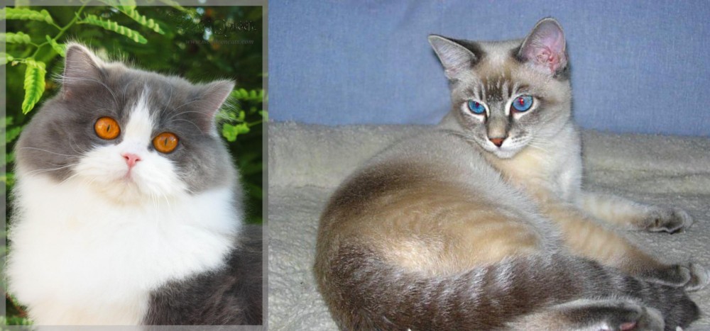 Tiger Cat vs British Longhair - Breed Comparison