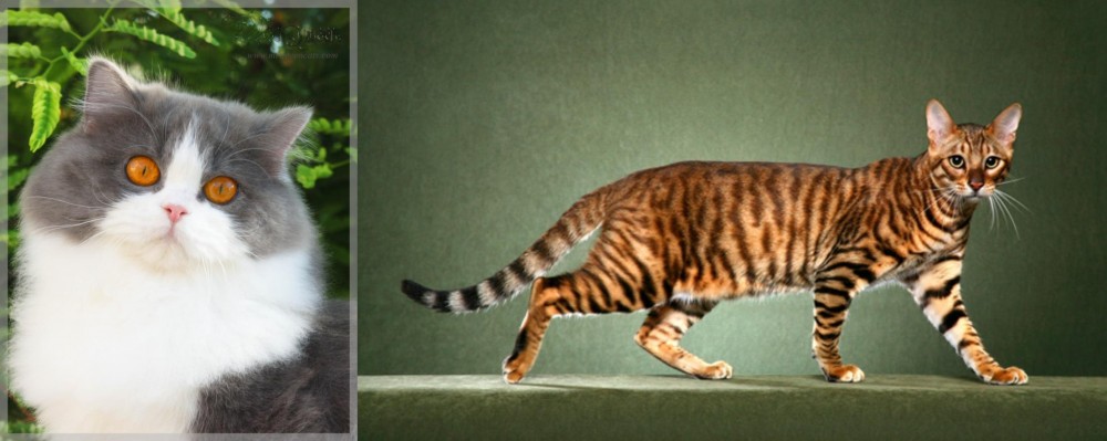 Toyger vs British Longhair - Breed Comparison