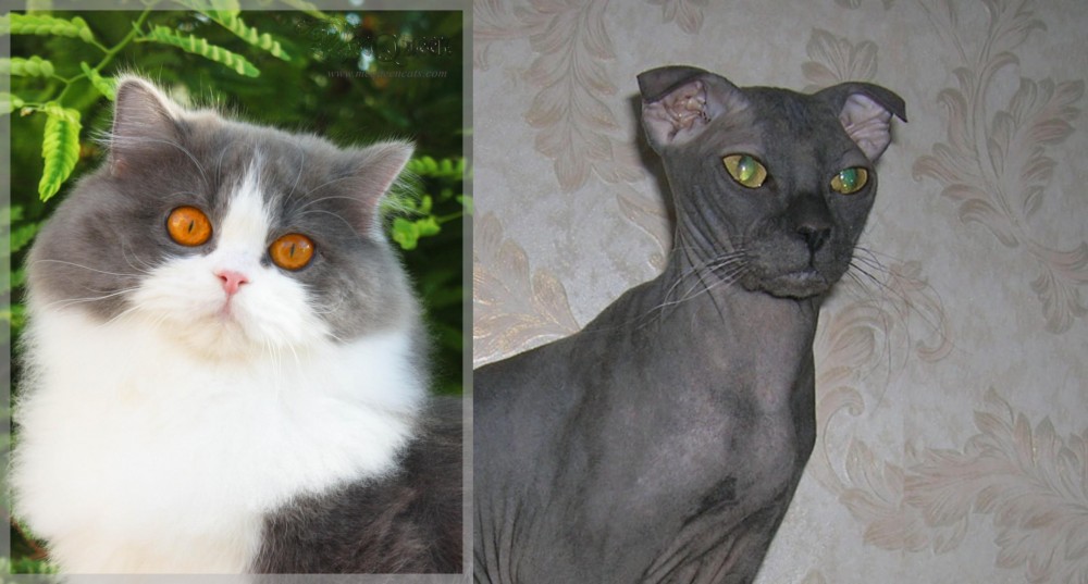 Ukrainian Levkoy vs British Longhair - Breed Comparison