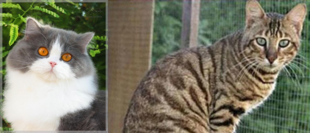 Ussuri vs British Longhair - Breed Comparison