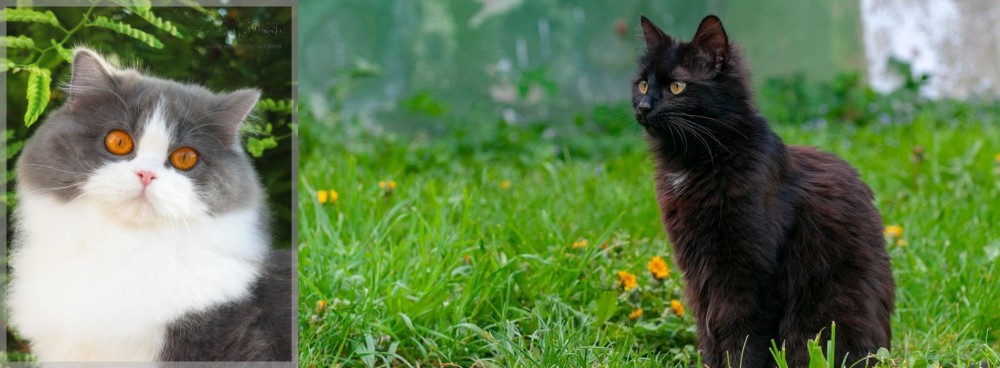 York Chocolate Cat vs British Longhair - Breed Comparison