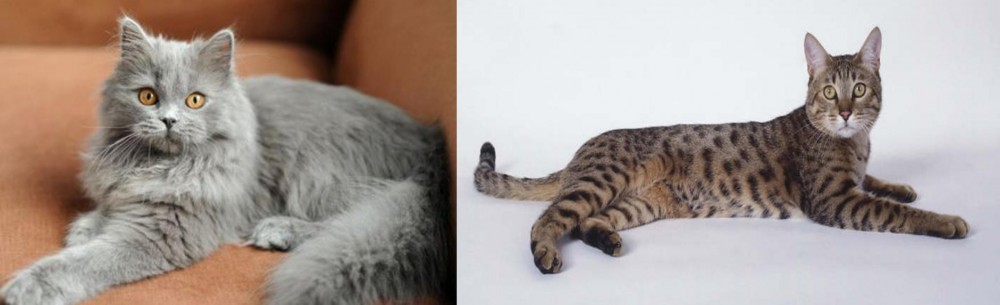 California Spangled Cat vs British Semi-Longhair - Breed Comparison