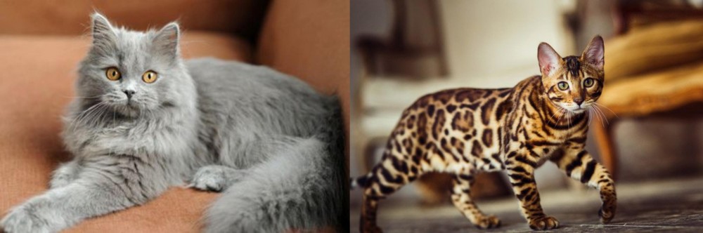 Cheetoh vs British Semi-Longhair - Breed Comparison