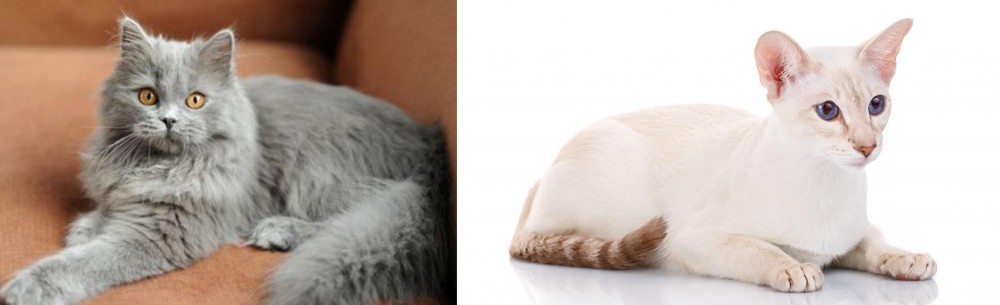 Colorpoint Shorthair vs British Semi-Longhair - Breed Comparison