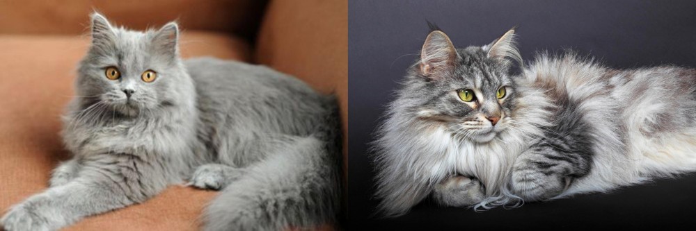 Domestic Longhaired Cat vs British Semi-Longhair - Breed Comparison