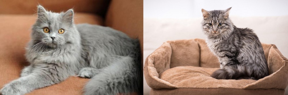 Domestic Mediumhair vs British Semi-Longhair - Breed Comparison