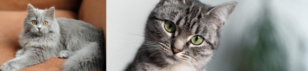 Domestic Shorthaired Cat vs British Semi-Longhair - Breed Comparison