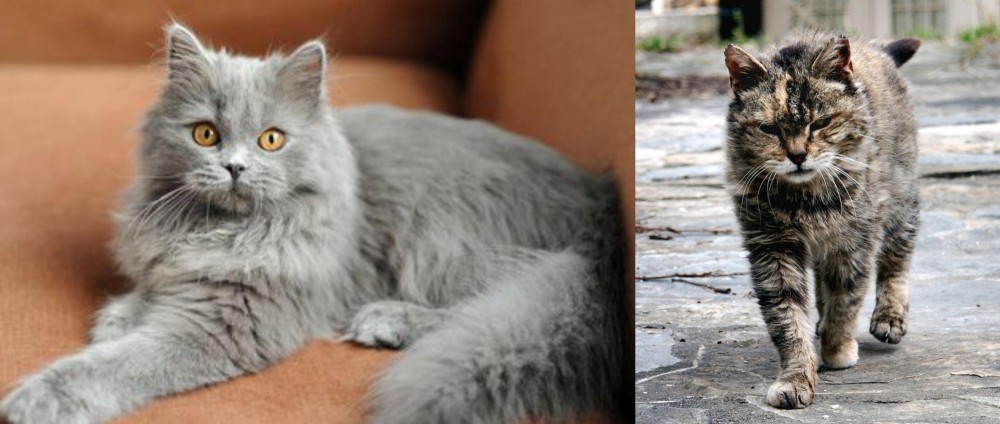 Farm Cat vs British Semi-Longhair - Breed Comparison