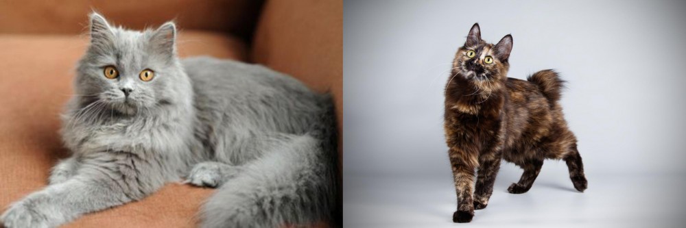 Japanese Bobtail vs British Semi-Longhair - Breed Comparison