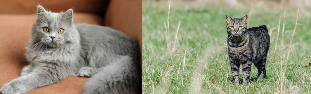 Manx vs British Semi-Longhair - Breed Comparison