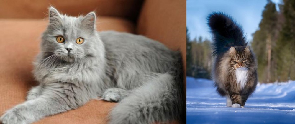 Norwegian Forest Cat vs British Semi-Longhair - Breed Comparison